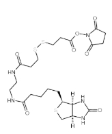 142439-92-7；NHS-SS-Biotin