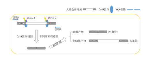 CRISPR/Cas9质粒的构建