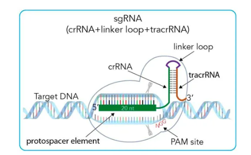 CRISPR/Cas9质粒的构建