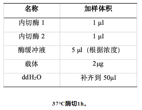 质粒构建