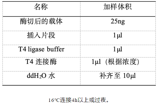 质粒构建