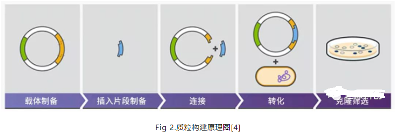 质粒构建的原理与类型