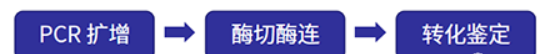 质粒构建的过程，制备方法