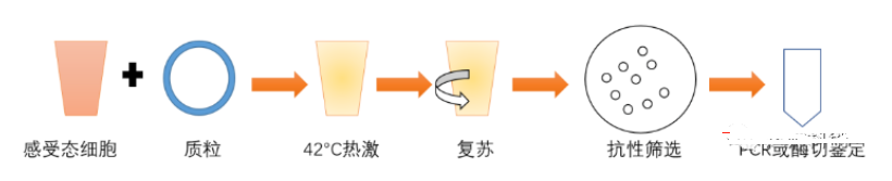 质粒构建的过程，制备方法