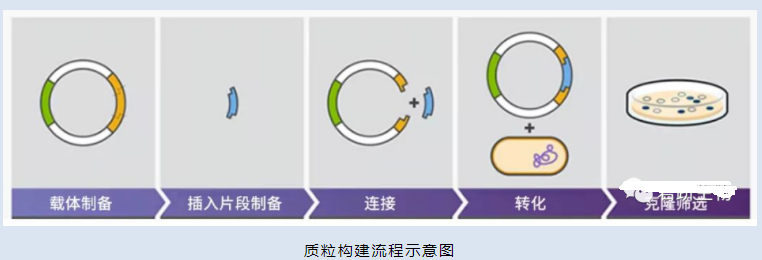 质粒构建的原理、步骤|质粒构建定制服务