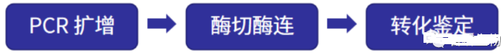 质粒构建的原理、步骤|质粒构建定制服务