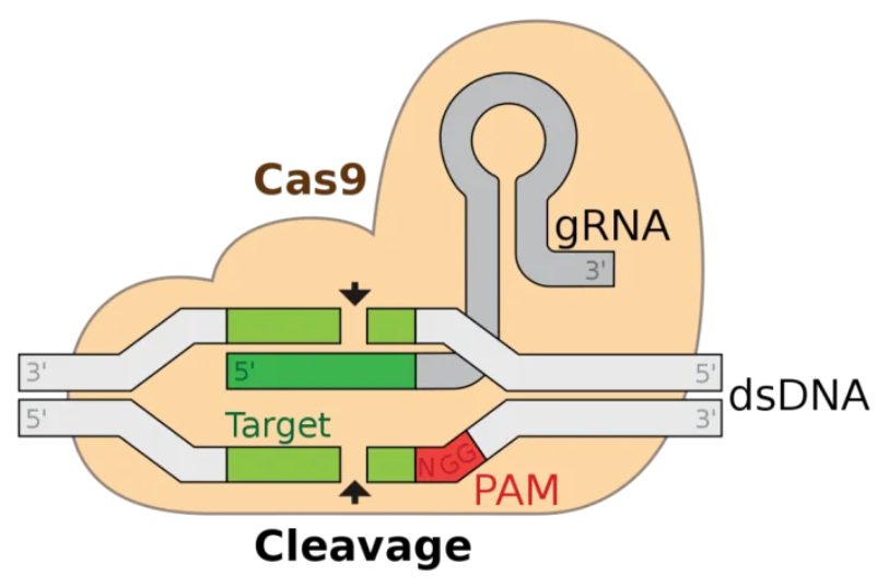 CRISPR/Cas9系统基因敲除个别外显子（操作步骤）
