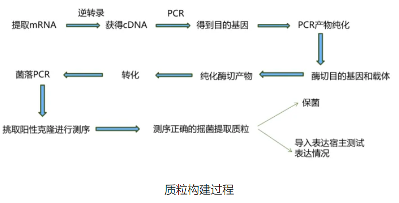 质粒构建的原理及方法