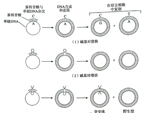 基因定点突变技术