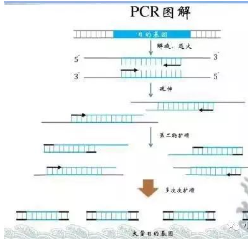 PCR技术-基因定点突变