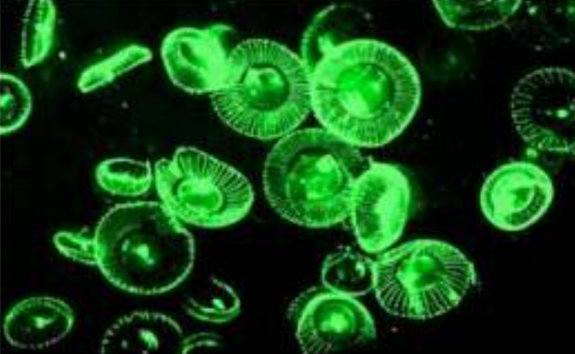 绿色荧光蛋白GFP
