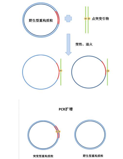 基因突变质粒的构建原理与方法