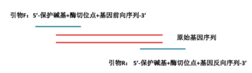 野生型质粒构建，基因的体外定点突变