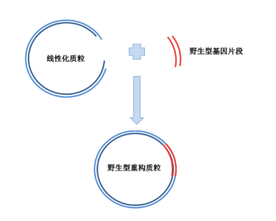 野生型质粒构建，基因的体外定点突变