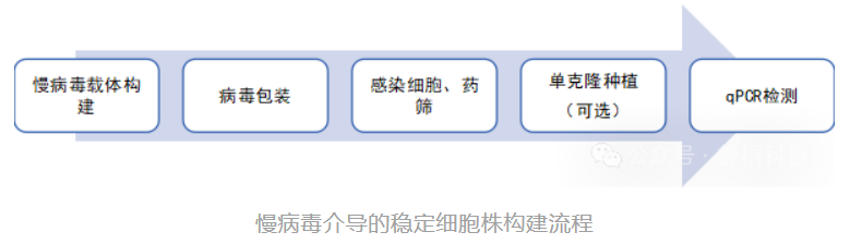 慢病毒介导的稳定细胞株构建流程