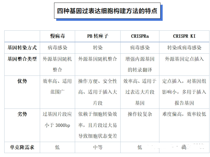 CRISPR KI技术构建基因过表达细胞株
