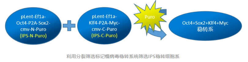 利用慢病毒快速构建IPS稳转株