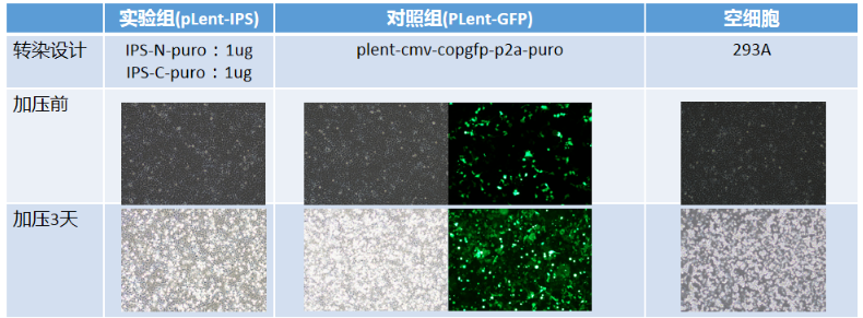 利用慢病毒快速构建IPS稳转株