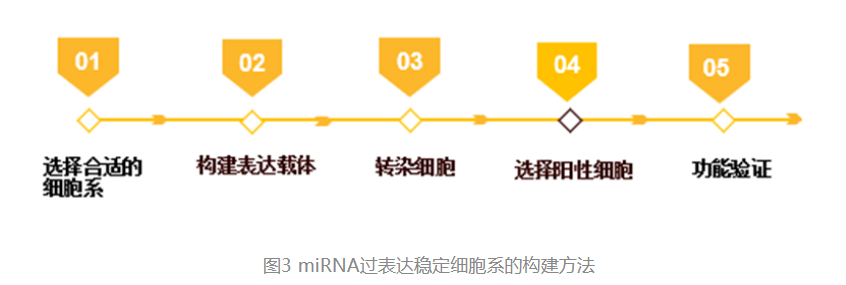 miRNA过表达稳定细胞系的构建方法