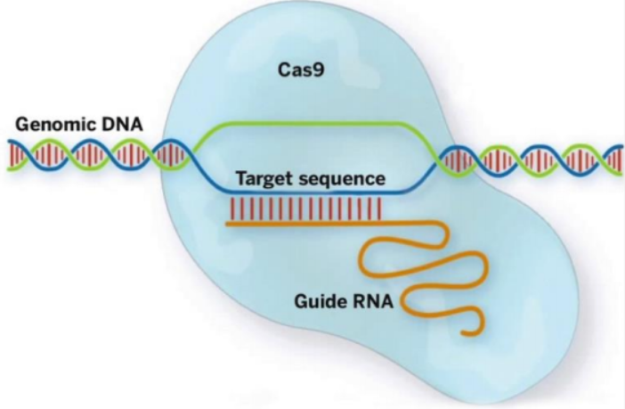 慢病毒CRISPR-Cas9技术获得HIEs基因敲除系