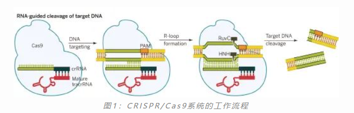 慢病毒＆CRISPR/Cas9文库（全基因组文库）