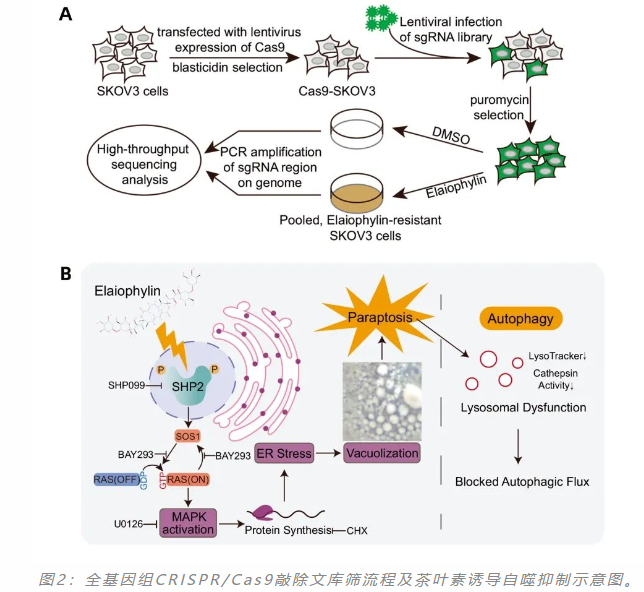 慢病毒＆CRISPR/Cas9文库（全基因组文库）