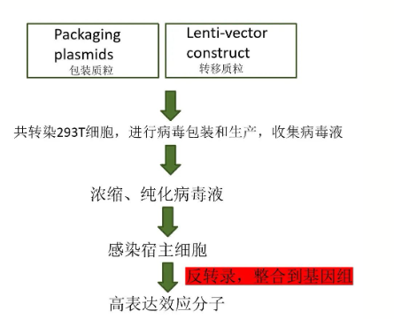 慢病毒载体构建及包装流程