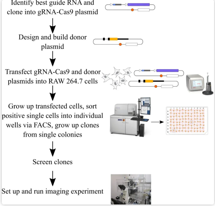 CRISPR/Cas9技术实现荧光蛋白的基因敲入