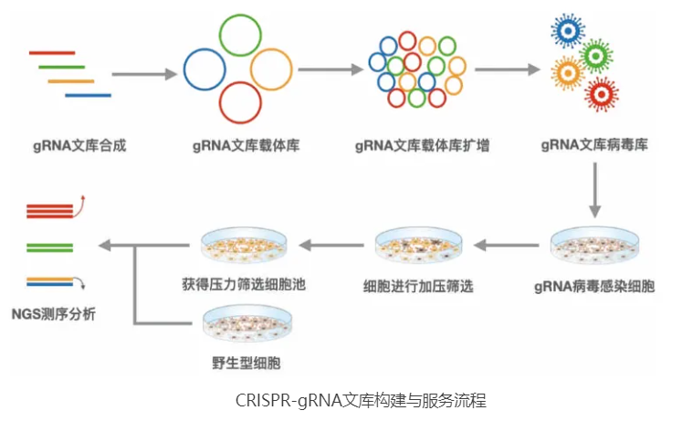 CRlSPR/Cas9 gRNA文库筛选流程