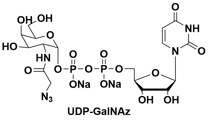 Uridine 5’-diphospho-N-acetylazidogalactosamine disodium salt UDP-GalNAz 