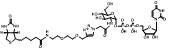生物素标记乙酰氨基葡糖 UDP-2-Biotinyl-GlcNAc 