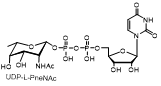 尿苷二磷酸-L-肺尿酸 UDP-L-PneNAc