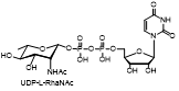 尿苷二磷酸-L-鼠李糖醛酸 UDP-L-RhaNAc 