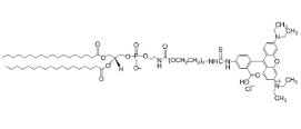 DSPE-PEG-RB，DSPE-PEG-Rhodamine，磷脂聚乙二醇罗丹明