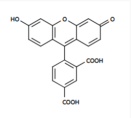 5-FAM 5-羧基荧光素 CAS 76823-03-5