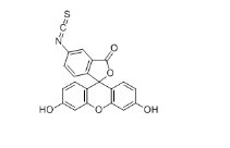 CAS：27072-45-3；FITC-xtra；异硫氰酸荧光素