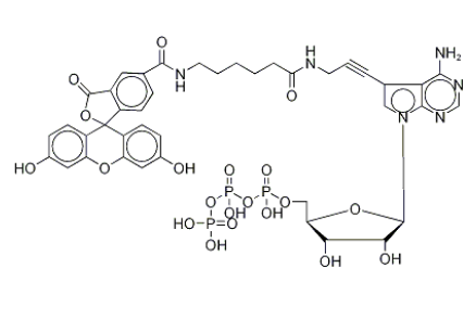Fluorescein Alkynylamino-ATP 
