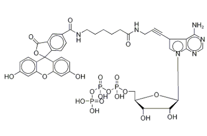 Fluorescein Alkynylamino-ATP 