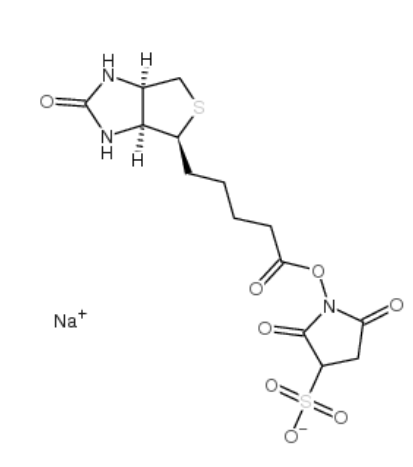 生物素 3-磺酸基-N-羟基琥珀酰亚胺钠盐 