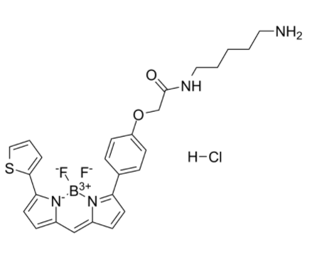 BODIPY TR Cadaverine 