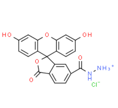 	FAM hydrazide 6-isomer 