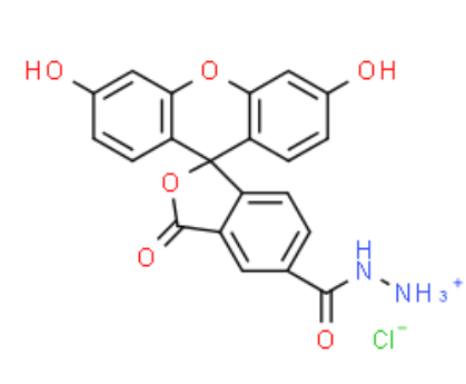 FAM hydrazide 5-isomer 