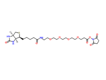 	Biotin-PEG4-NHS ester 