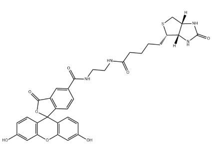 Biotin-4-fluorescein，CAS号1032732-74-3，生物素-4-荧光素.png