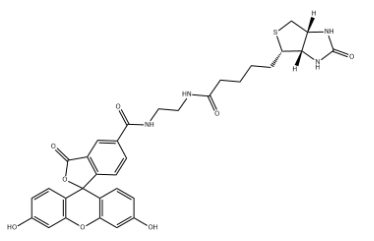 Biotin-4-Fluorescein