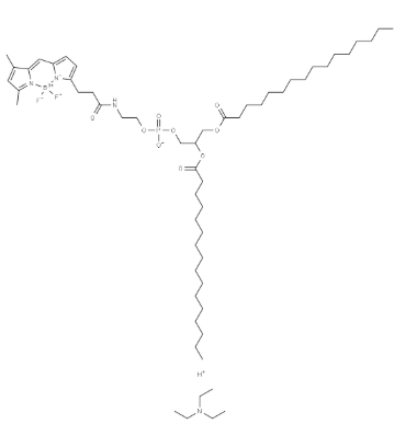 BODIPY FL-DHPE