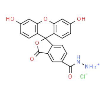 FAM hydrazide 5-isomer 
