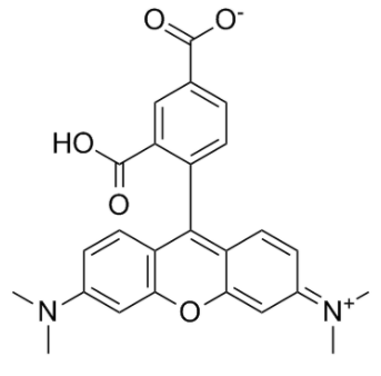 5-TAMRA   