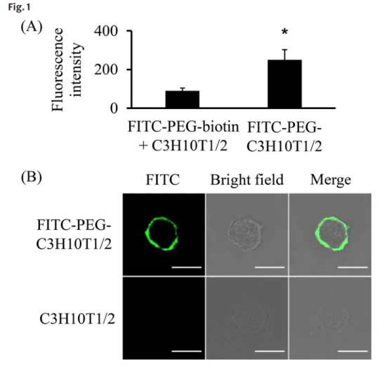 FITC-PEG-BIOTIN