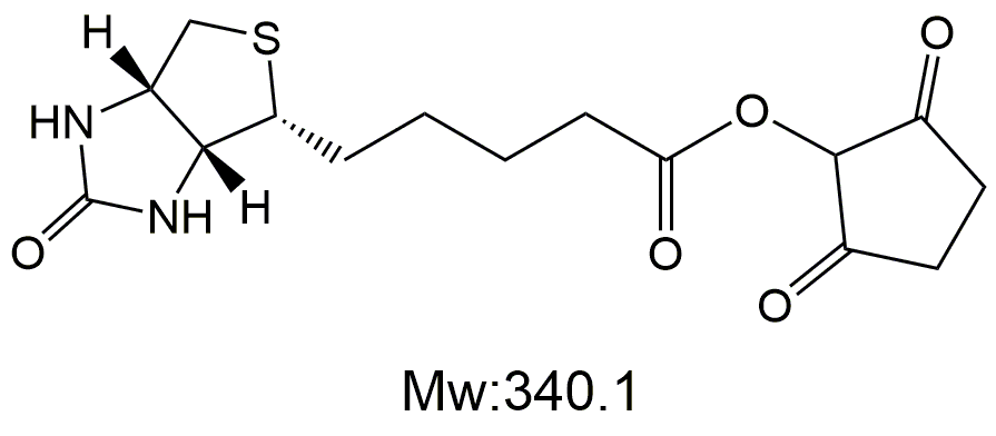 D-Biotin-NHS，D-生物素-活性酯